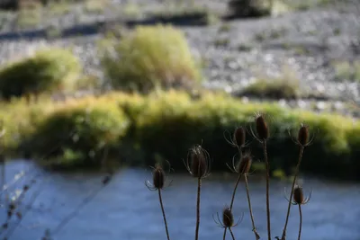 DSC_6534 (Large).JPG